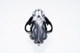 Saber Toothed Tiger Pendant : (L)-ZOCALO.JAPAN